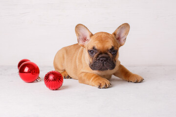French bulldog puppies with Christmas balls