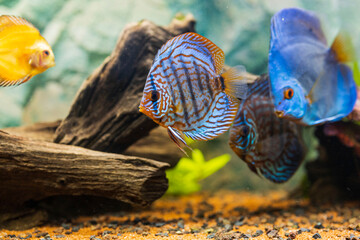 View of discus fish swimming in planted aquarium. Tropical fishes. Beautiful nature backgrounds. Hobby concept.