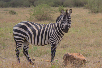 Obraz na płótnie Canvas common zebra standing in the wild masai mara kenya looking at camera and winking