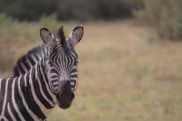 Fototapeta na wymiar portrait of common zebra in masai mara kenya with blurry background