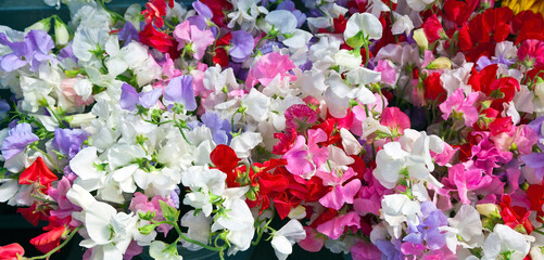 Colorful fragrant sweet pea flowers. - obrazy, fototapety, plakaty