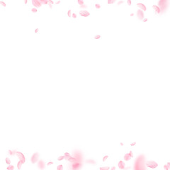 Sakura petals falling down. Romantic pink flowers 