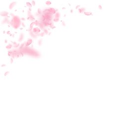 Sakura petals falling down. Romantic pink flowers 