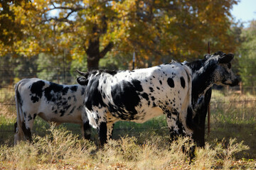 Spotted longhorn calves shows young herd in autumn season field on farm.