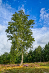 Baum und Heidekraut in der Wahner Heide
