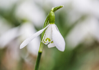 Early English spring snowdrops growing in the churchyard at Cottisford in rural Oxfordshire