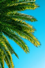 Fototapeta na wymiar Beautiful palm background outdoor. Palm leaves background.