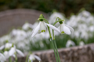 Early English spring snowdrops growing in the churchyard at Cottisford in rural Oxfordshire