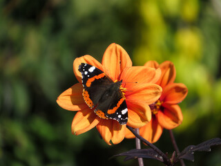 Le Papillon sur la Fleur Orange
