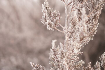 Frosty winter tree branch