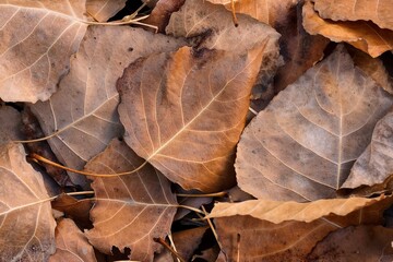Colorful autumn composition. Orange, yellow, brown leaves covering the ground in November. Art photography.