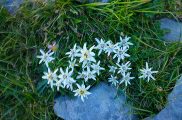 EDELWEISS - FLOR DE LOS NIEVES (Leontopodium alpinum), Ordesa y Monte Perdido National Park, Huesca, Aragon, Spain, Europe