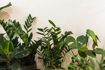 indoor and tropical plants with large leaves are in the white interior. palm trees and flowers in natural light