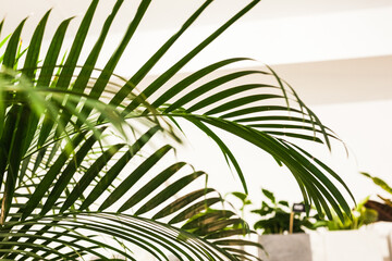 indoor and tropical plants with large leaves are in the white interior. palm trees and flowers in natural light