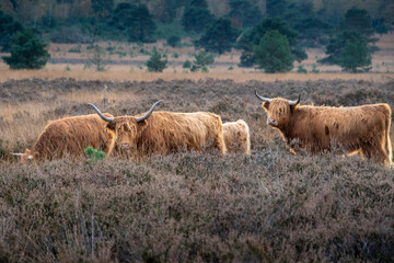 Scottish Highlander