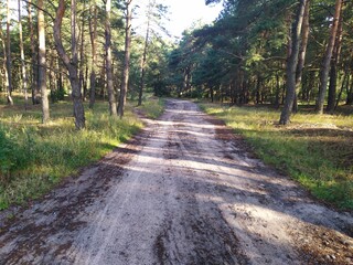 Obraz premium road in the forest