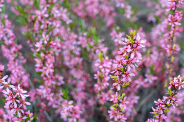 Fototapeta premium almond blossom in spring