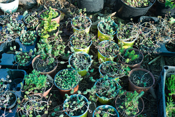 many green succulents in brown pots