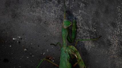 mantis religiosa verde con un ala dañada