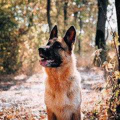 A beautiful female shepherd sits in the Park and looks into the distance. The best friend of a human. Portrait of a German shepherd of black and red color in a warm autumn forest.