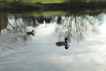 England, Gold Autumn