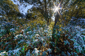 Rocío en las hojas de las plantas en un mañana fría de invierno con sol estrellado al fondo de...