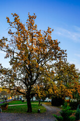Naklejka premium autumn trees in park