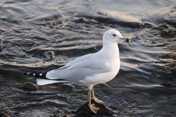 seagull on a rock