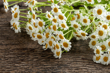 Fresh feverfew flowers on a wooden table