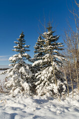 Snow-covered Trees, a Sign of Winter's Arrival