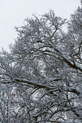 Rotschild park in France under the snow