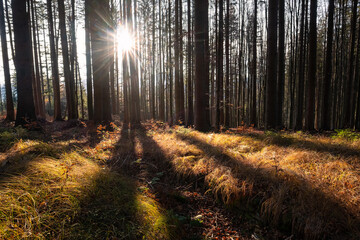 evening sunbeams in autumn forest, warm light with shadows and contrast in nature, bohemian forest