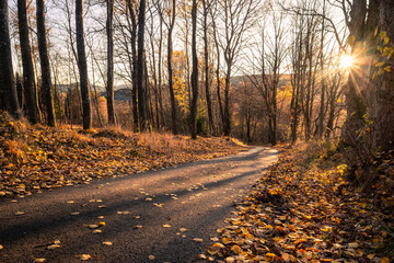 golden light in autumn forest, sunset with beautiful evening light, fallen leaves on the path, bohemian forest, national park, czech