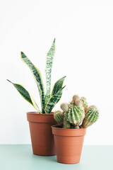 Two house plants in terracotta and ceramic pots on the table. Scandinavian style home decor. Sansevieria and cactus.