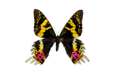 Fototapeta na wymiar The Sunset Moth Urania riphaeus Tiger Swallowtail butterfly isolated with clipping path on white background