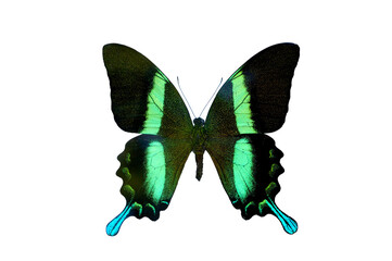 Papilio blumei green Ulysses butterfly isolated with clipping path on white background