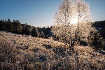 beautiful tree covered by morning frost, cold november autumn day in national park, frozen fields and blue sky, bohemian forest, sun and tree in harmony