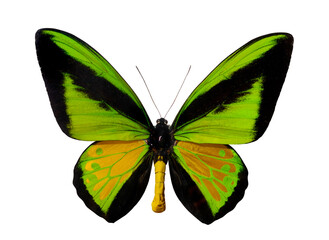 Light green male butterfly Ornithoptera Goliath Supermus. Birdwing, Ornithoptera priamus. World second largest butterfly species Papua New Guinea isolated with clipping path on white background
