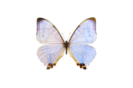 Pearl Morpho sulkowski lympharis, light blue butterfly isolated with clipping path on white background