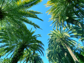 Fototapeta premium Beautiful palm background outdoor. Palm leaves background.