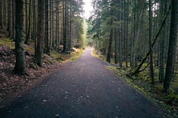path in dark forest leading to the light, end of a day in bohemian forest