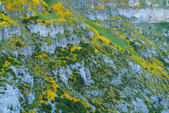 Erizón (Echinospartum horridum), Añisclo Canyon, Ordesa y Monte Perdido National Park, Huesca, Aragon, Spain, Europe