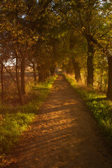 Fototapeta na wymiar andalusian sunset walking trough a path