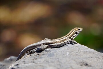 Nahaufnahme einer kanarischen Eidechse