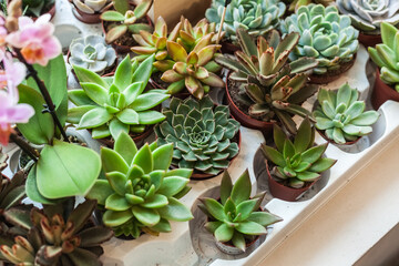 Many houseplants stand on the windowsill in daylight. different types of succulent cactus aloe lithops. natural flower pattern
