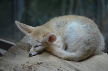 Fox sleeping