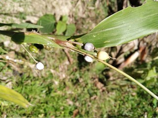 Photo of Job's tears plant in sunlight, scientific name Coix lacryma-jobi