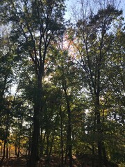 autumn in the forest