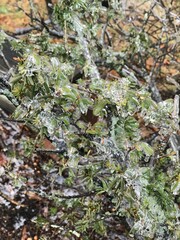 frozen leaves in winter