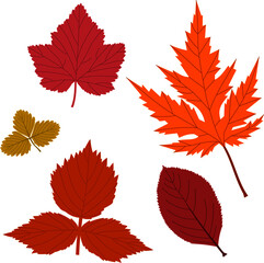 autumn leaves of Park plants: American oak, Aronia, currant, raspberry, strawberry detailed vector on white background isolated
